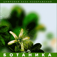 Цифровая база изображений. Ботаника арт. RN10319